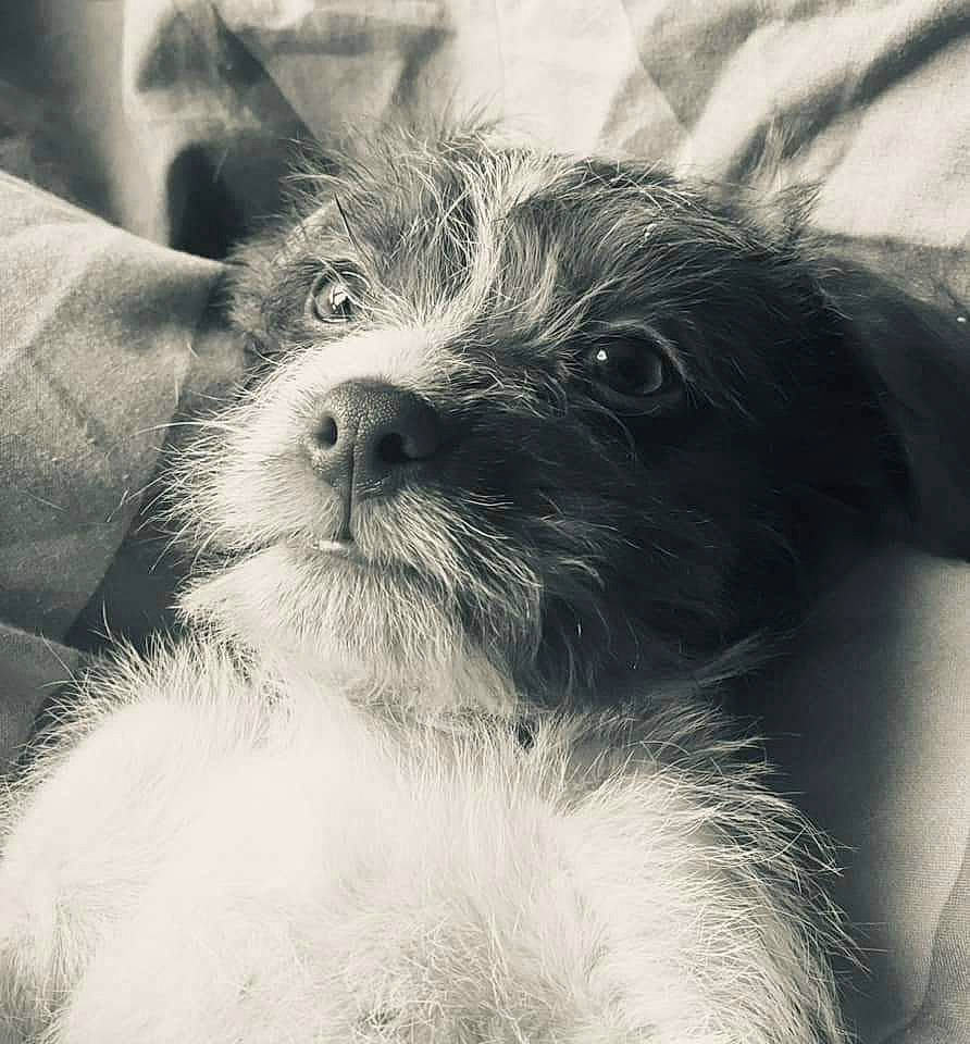 Loki is registered to the contest to win money with this photo: canidae, carnivore, companion_dog, dog, dog_breed, ear, eye, eyewear, fur, happy, head, liver, monochrome, monochrome_photography, snout, sporting_group, style, toy_dog, whiskers, working_animal