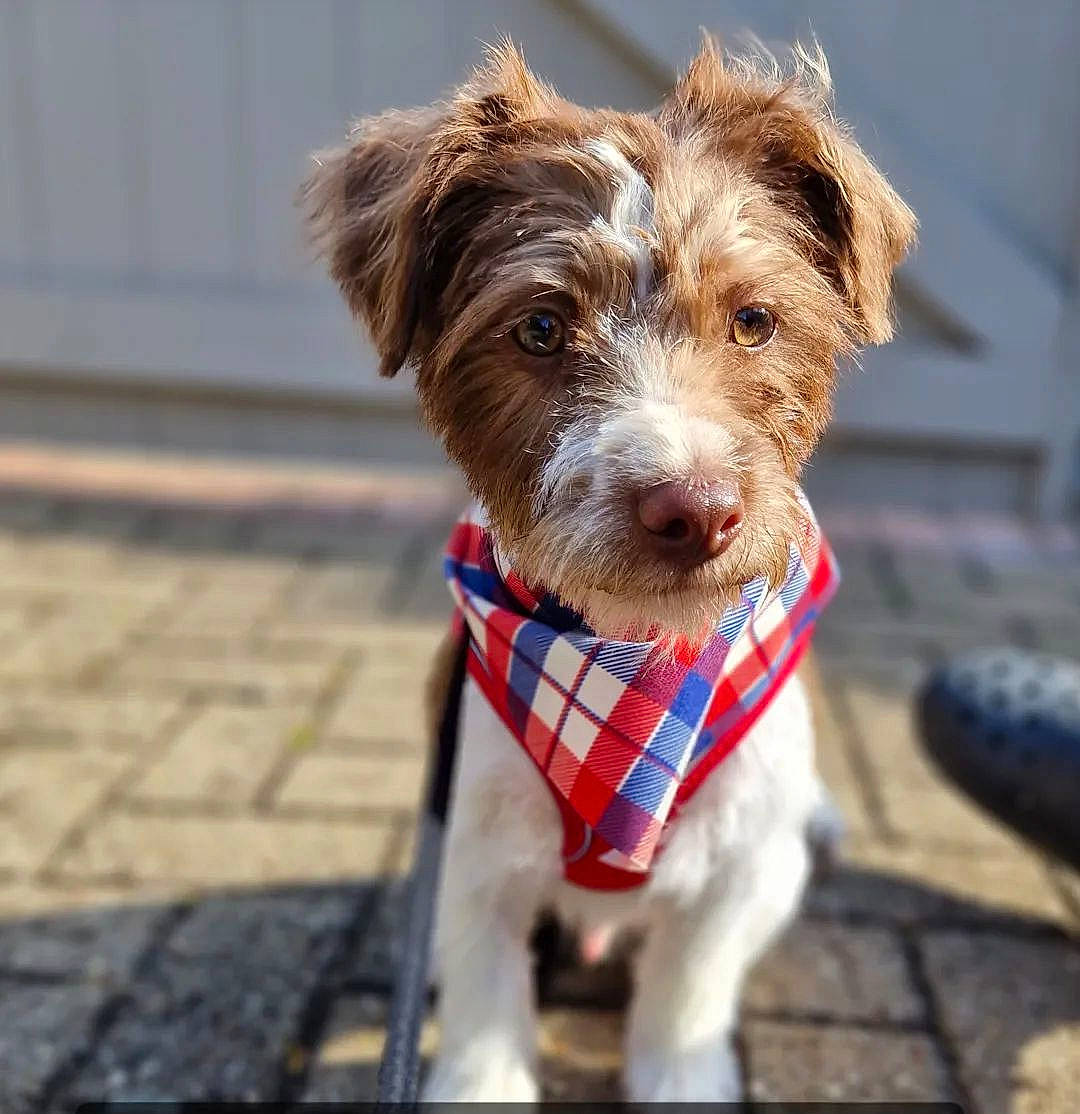 Loki joined the competition — help win amazing prizes! canidae, carnivore, collar, companion_dog, dog, dog_breed, dog_clothes, dog_collar, dog_supply, fashion_accessory, leash, liver, pet_supply, small_terrier, snout, sporting_group, terrier, toy, working_animal, working_terrier