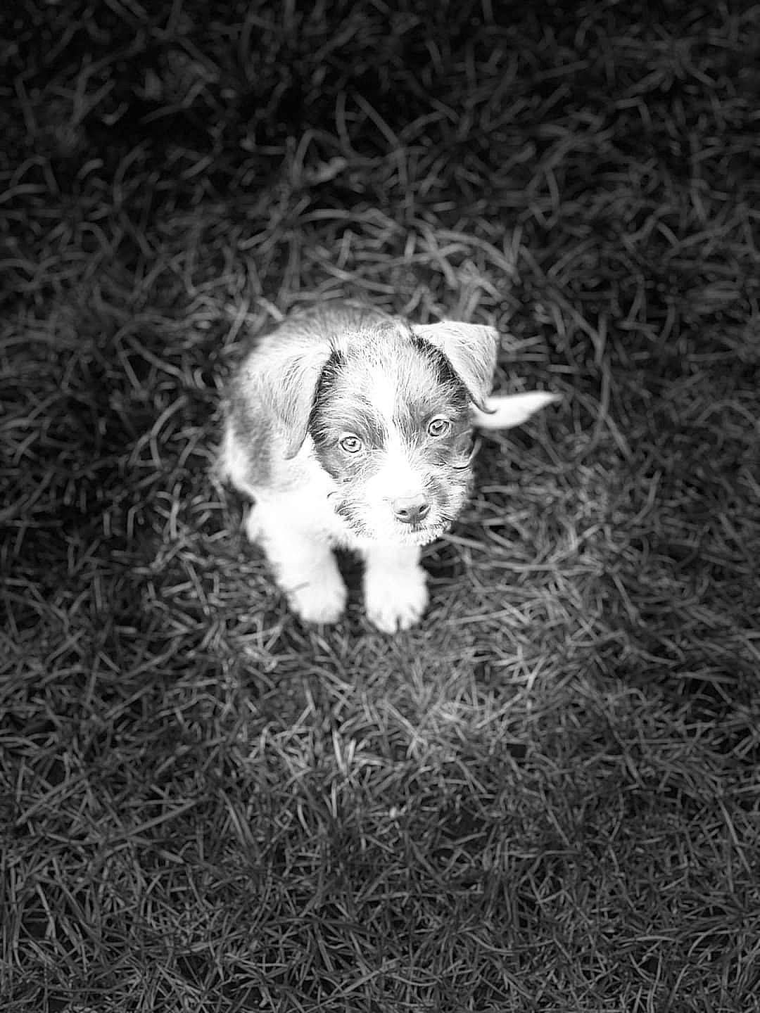 Loki is registered to the contest to win money with this photo: carnivore, companion_dog, darkness, dog_breed, flash_photography, fur, grass, grassland, grazing, livestock, monochrome, monochrome_photography, plant, sky, soil, sporting_group, tail, terrestrial_animal, whiskers, wood