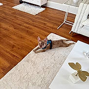 Caramelo joined the competition — help win amazing prizes! dog, french_bulldog, pet, animal, lying_down, rug, living_room, indoors, wood_floor, white_furniture, coffee_table, bench, chair, plant, home_decor, harness, brown_dog, portrait, relaxed, funny