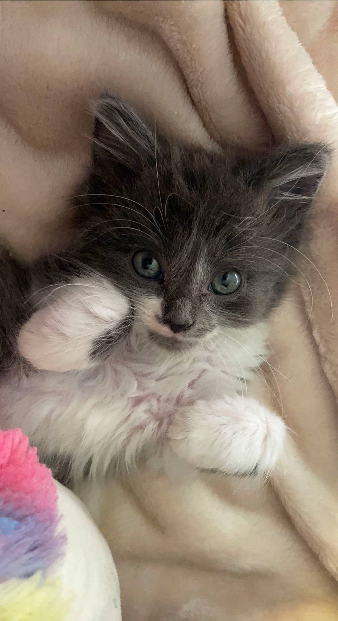 Ambrose joined the competition — help win amazing prizes! british_longhair, carnivore, cat, claw, comfort, domestic_short_haired_cat, eye, fawn, felidae, fur, paw, ragdoll, small_to_medium_sized_cats, snout, tail, terrestrial_animal, whiskers, working_animal