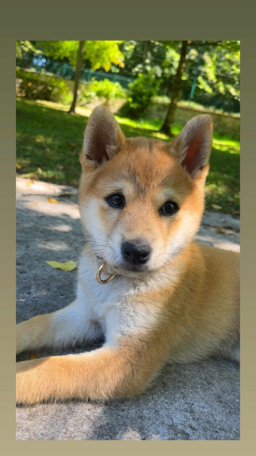 Oslo participe au concours pour gagner de l'argent avec cette photo : puppy, dog, animal, outdoor, grass, sunlight, ears, fur, collar, pet, cute, young, nature, park, daylight, canine, lying_down, closeup, face, adorable