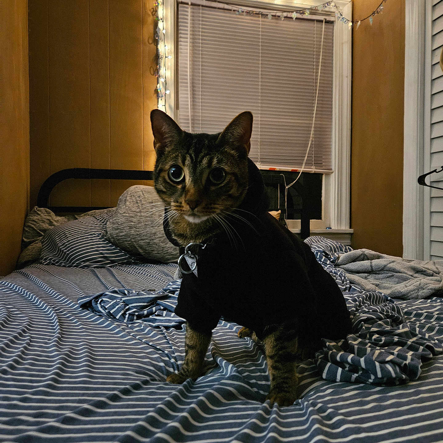 Pedro is registered to the contest to win money with this photo: alert, animal, bed, bedroom, blinds, brown_wall, cat, clothing, cozy, curious, furniture, hoodie, indoor, night, pet, pillow, string_lights, striped_bedspread, tabby_cat, window