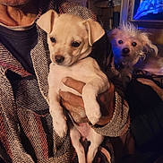Baby Girl joined the competition — help win amazing prizes! puppy, dog, person, hand, indoor, blanket, furniture, lamp, wall_art, portrait, pet, cute, cozy, warm_lighting, scruffy_dog, holding, small_dog, face, brown_skin, fabric