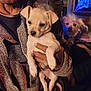 puppy, dog, person, hand, indoor, blanket, furniture, lamp, wall_art, portrait, pet, cute, cozy, warm_lighting, scruffy_dog, holding, small_dog, face, brown_skin, fabric