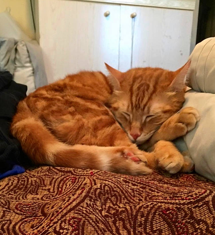 Simba joined the competition — help win amazing prizes! bed, bed_sheet, bedding, carnivore, cat, comfort, domestic_short_haired_cat, fawn, felidae, flooring, fur, hardwood, linens, room, small_to_medium_sized_cats, tail, terrestrial_animal, textile, whiskers, wood