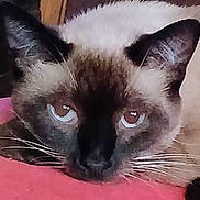 Mocha is registered to the contest to win money with this photo: cat, siamese_cat, close_up, pet, animal, whiskers, face, ears, fur, resting, indoor, domestic_animal, looking, portrait, cute, feline, mammal, eyes, nose, relaxed