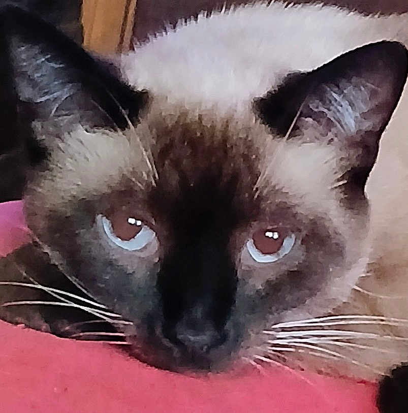 Mocha