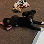 dog, black_dog, white_paws, carpet, plush_toy, cow_toy, pink_rag, pee_pad, pet, indoor, floor, laying_down, curious, animal, cute, small_dog, toy, household, companion, domestic