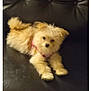 Serenity joined the competition — help win amazing prizes! puppy, dog, fluffy, leather_couch, pet, indoor, cute, animal, fur, small_dog, resting, domestic_animal, canine, young_dog, relaxing, furniture, mammal, companion, laying_down, curious