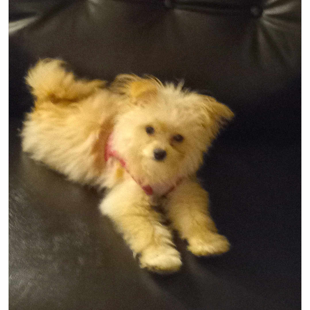 Serenity joined the competition — help win amazing prizes! animal, canine, companion, curious, cute, dog, domestic_animal, fluffy, fur, furniture, indoor, laying_down, leather_couch, mammal, pet, puppy, relaxing, resting, small_dog, young_dog