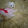 dog, small_dog, white_dog, fluffy_dog, pet, indoor, floor, pink_clothing, red_bow, curious, lying_down, animal, cute, domestic_animal, looking_back, fur, canine, companion, playful, young_dog