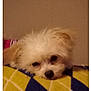 Serenity is registered to the contest to win money with this photo: dog, small_dog, fluffy, resting, blanket, patterned_blanket, yellow, blue, cozy, sleepy, pet, indoor, closeup, lying_down, cute, fur, animal, face, nostrils, ears