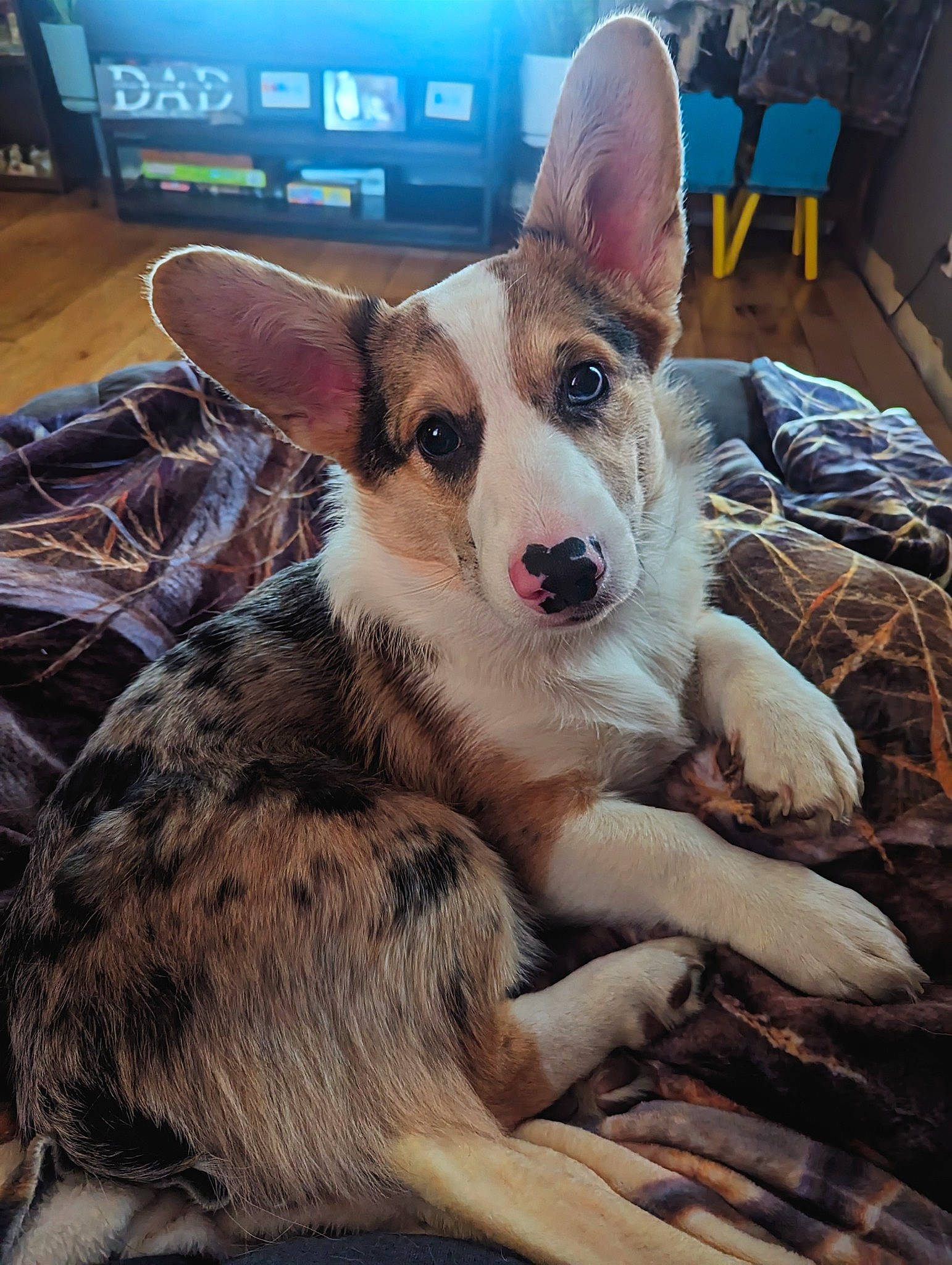 Thor joined the competition — help win amazing prizes! canidae, carnivore, chair, comfort, companion_dog, dog, dog_breed, fawn, foot, fur, herding_dog, koolie, paw, snout, sporting_group, terrestrial_animal, texas_heeler, whiskers, working_animal, working_dog