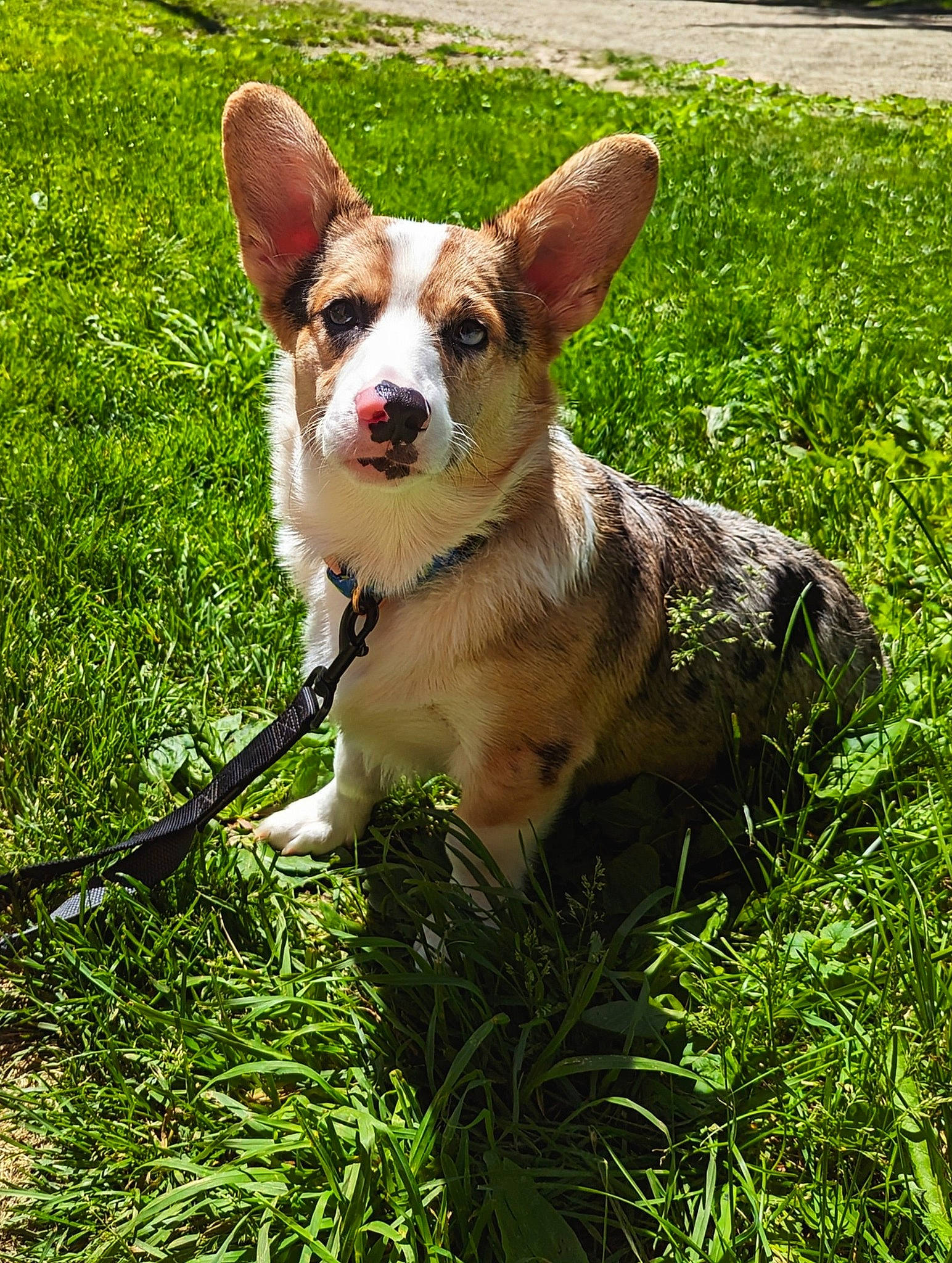 Thor joined the competition — help win amazing prizes! art, carnivore, collar, companion_dog, corgi_chihuahua, dog, dog_breed, dog_collar, dog_supply, fawn, grass, groundcover, plant, sporting_group, tail, terrestrial_animal, terrestrial_plant, terrier, whiskers, working_animal