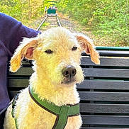Titi participe au concours pour gagner de l'argent avec cette photo : dog, bench, green_harness, forest, railway_track, outdoor, pet, sitting, fur, animal, nature, leaves, trees, sunlight, park, travel, transport, relaxed, canine, daytime