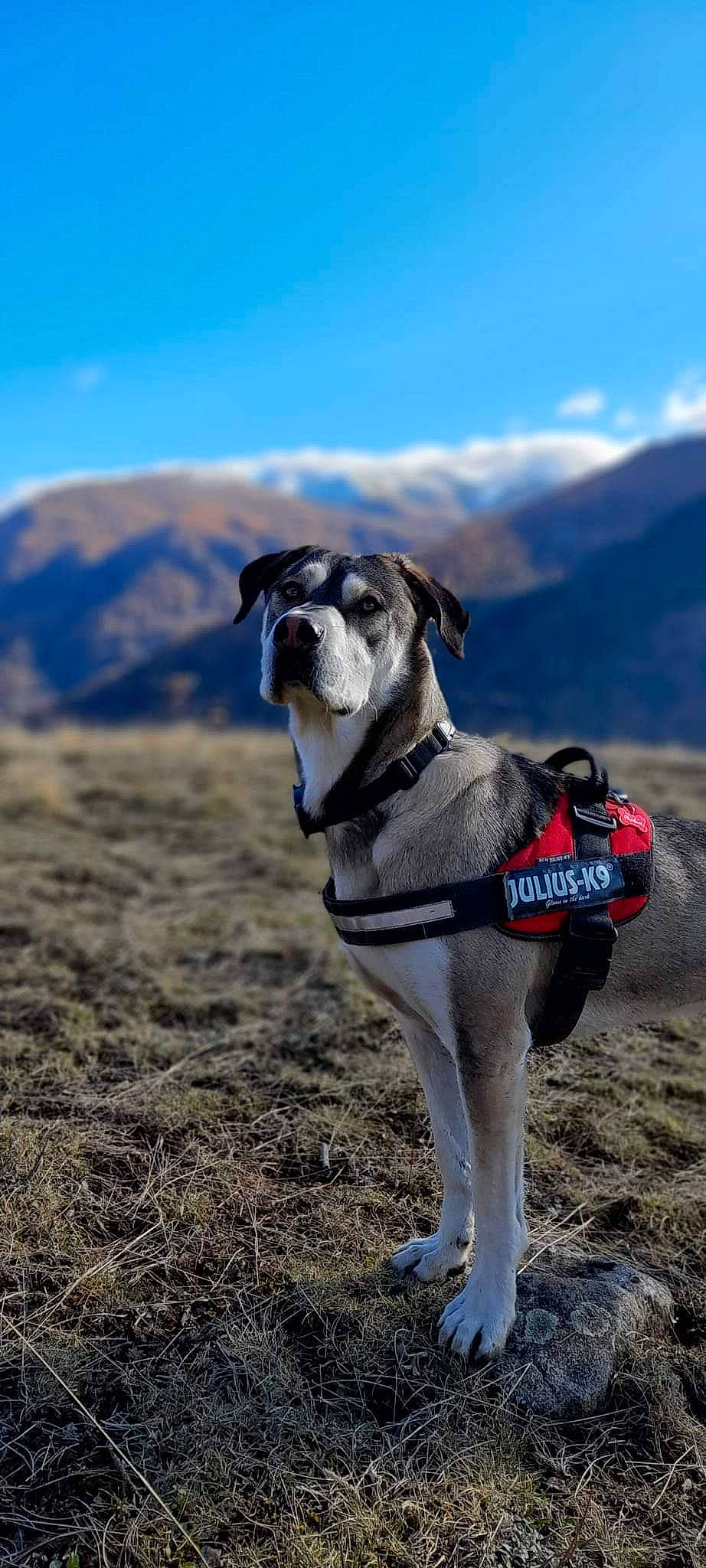 Rakam participe au concours pour gagner de l'argent avec cette photo : canidae, carnivore, cloud, collar, companion_dog, dog, dog_breed, dog_collar, dog_supply, fawn, grass, leash, mountain, pet_supply, plant, recreation, sky, snout, sporting_group, working_animal