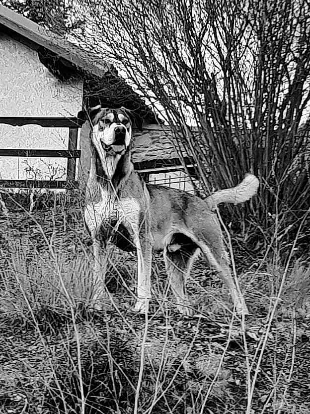 Rakam participe au concours pour gagner de l'argent avec cette photo : art, canidae, carnivore, companion_dog, dog, dog_breed, fawn, fence, grass, monochrome, monochrome_photography, plant, snout, sporting_group, tail, terrestrial_animal, tree, wood, working_animal, working_dog