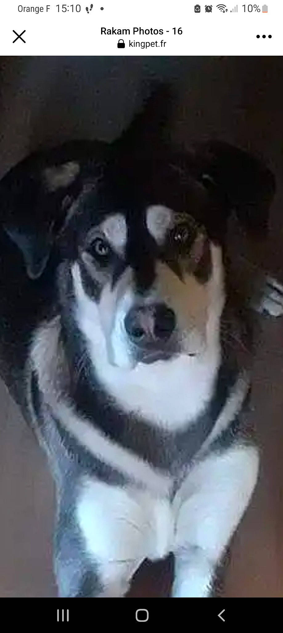 Rakam a rejoint le concours — aidez-le/la à gagner de superbes lots ! ancient_dog_breeds, art, canidae, carnivore, companion_dog, dog, dog_breed, drawing, fur, herding_dog, illustration, painting, pet_supply, sled_dog, snout, sporting_group, whiskers, working_animal, working_dog