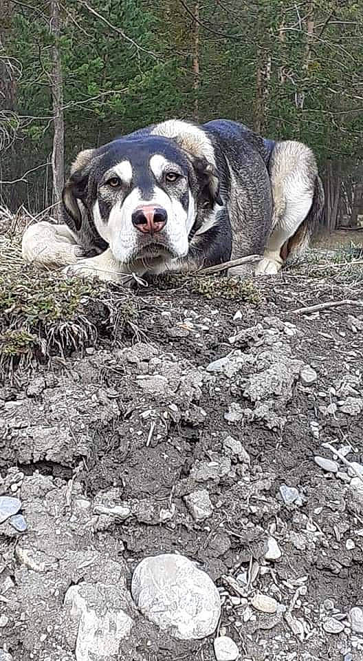 Rakam participe au concours pour gagner de l'argent avec cette photo : bulldog, carnivore, companion_dog, dog, dog_breed, grass, groundcover, molosser, non_sporting_group, plant, snout, soil, sporting_group, terrestrial_animal, tree, working_animal, working_dog