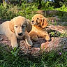 Golden a rejoint le concours — aidez-le/la à gagner de superbes lots ! animal, canine, cute, daylight, dog, flower, fur, golden_retriever, grass, greenery, log, nature, outdoor, pet, playful, puppy, relaxing, sunlight, two_puppies, young