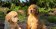 Golden a rejoint le concours — aidez-le/la à gagner de superbes lots ! adorable, animal, cute, daylight, dog, forest, fur, golden_retriever, grass, greenery, log, mammal, nature, outdoor, pet, playful, puppy, sunlight, two, young