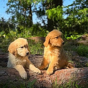 Golden a rejoint le concours — aidez-le/la à gagner de superbes lots ! adorable, animal, canine, cute, daylight, dog, forest, golden_retriever, grass, greenery, log, nature, outdoor, peaceful, pets, playful, puppy, sunlight, wood, young