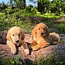Golden participe au concours pour gagner de l'argent avec cette photo : animal, canine, cute, daylight, dog, fluffy, forest, golden_retriever, grass, greenery, mammal, nature, outdoor, pet, playful, puppy, relaxing, sunlight, tree_log, young