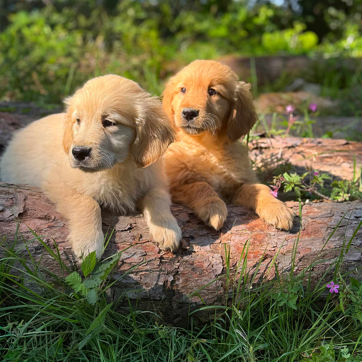Golden