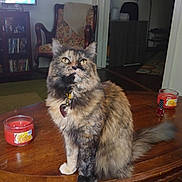 Hannah is registered to the contest to win money with this photo: cat, tortoiseshell_cat, pet, coffee_table, wooden_table, candle, living_room, armchair, television, bookshelf, collar, pet_tag, fur, whiskers, indoor, portrait, sitting, home, rug, decor