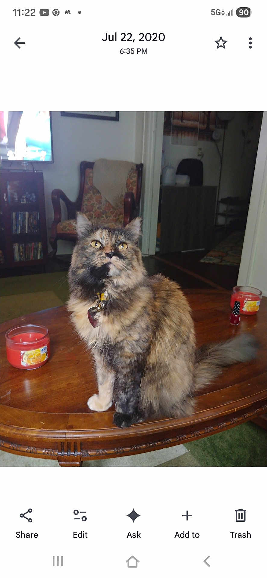 Hannah is registered to the contest to win money with this photo: cat, tortoiseshell_cat, pet, coffee_table, wooden_table, candle, living_room, armchair, television, bookshelf, collar, pet_tag, fur, whiskers, indoor, portrait, sitting, home, rug, decor