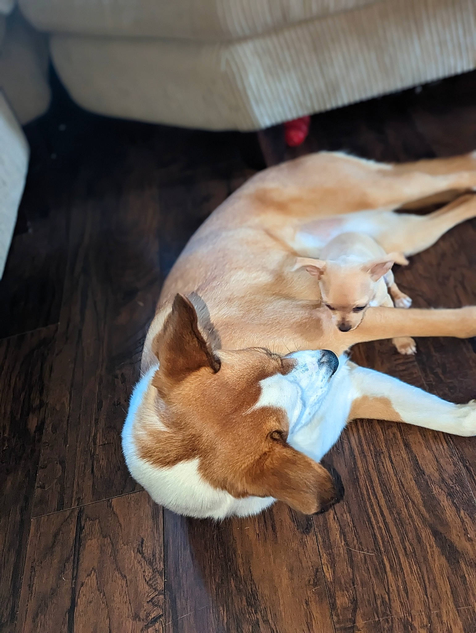 Maverick is registered to the contest to win money with this photo: canidae, carnivore, comfort, companion_dog, dog, dog_breed, ear, fawn, felidae, flooring, fur, hardwood, paw, small_to_medium_sized_cats, sporting_group, tail, terrestrial_animal, whiskers, wood, working_animal