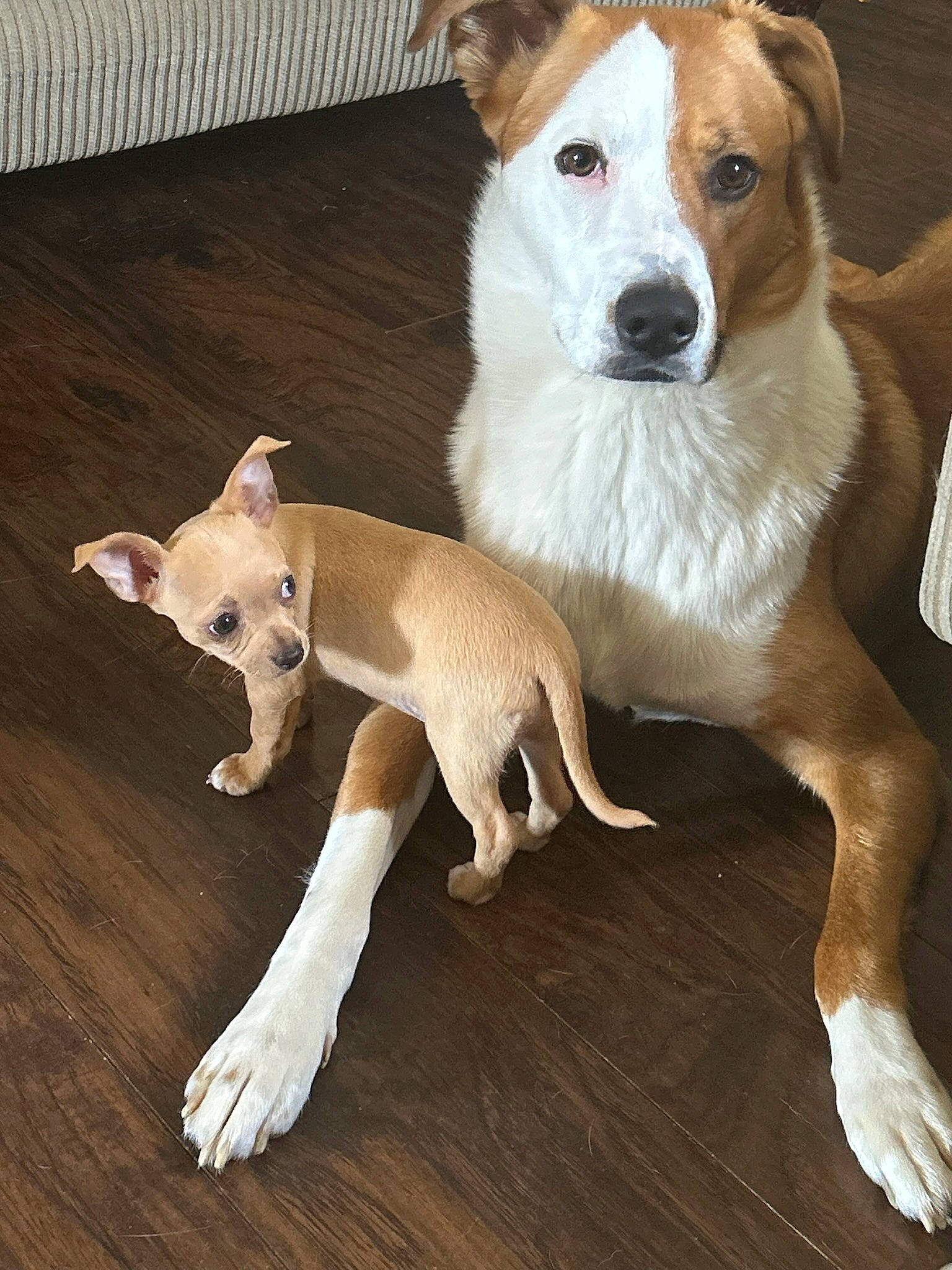 Olive is registered to the contest to win money with this photo: canidae, carnivore, companion_dog, dog, dog_breed, dog_supply, fawn, flooring, fur, mammal, paw, pet_supply, snout, sporting_group, tail, terrestrial_animal, toy, whiskers, wood, working_animal