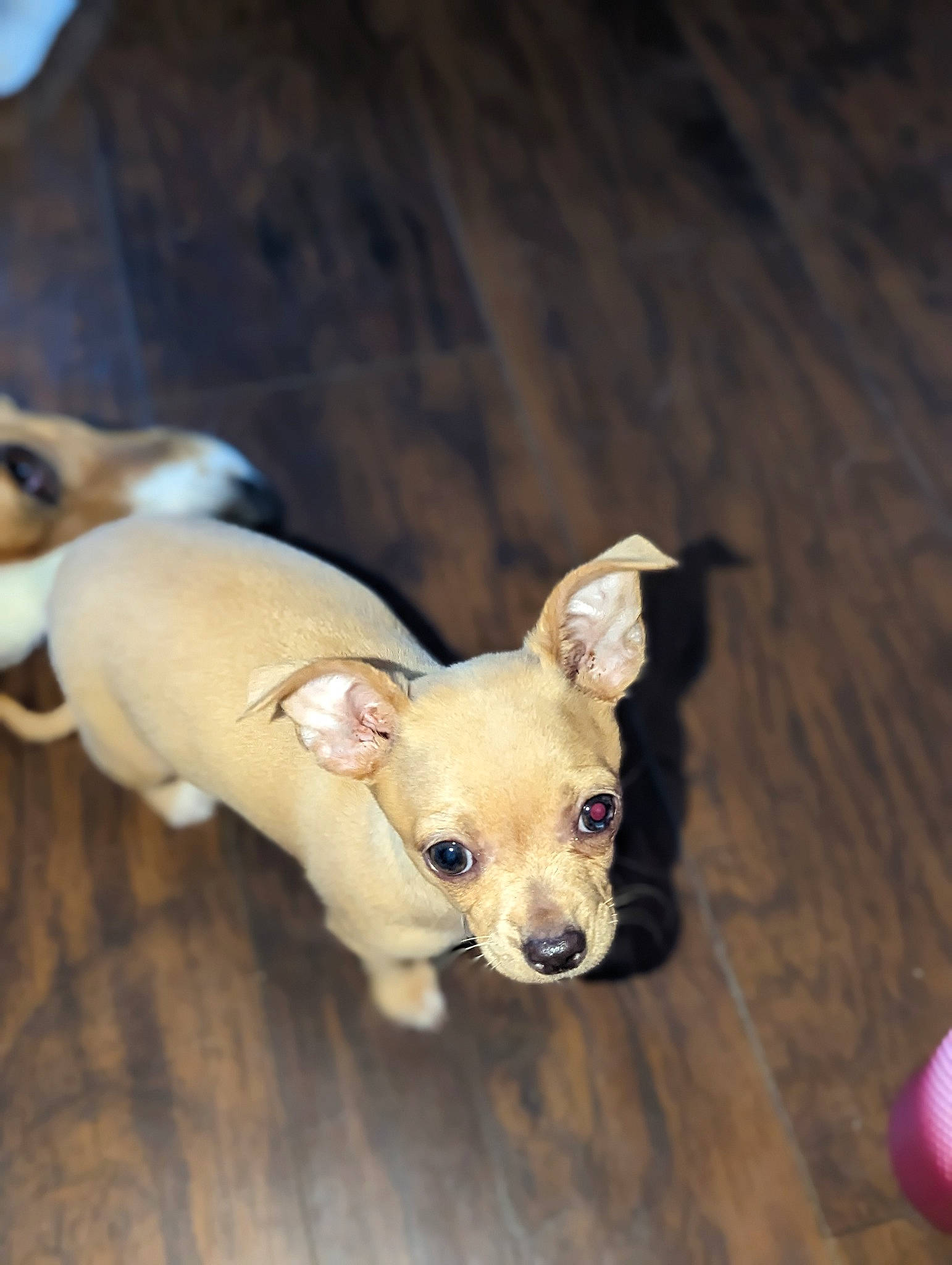 Olive is registered to the contest to win money with this photo: canidae, carnivore, companion_dog, dog, dog_breed, fawn, flooring, hardwood, non_sporting_group, paw, pet_supply, snout, sporting_group, tail, terrestrial_animal, toy, toy_dog, whiskers, wood, working_animal