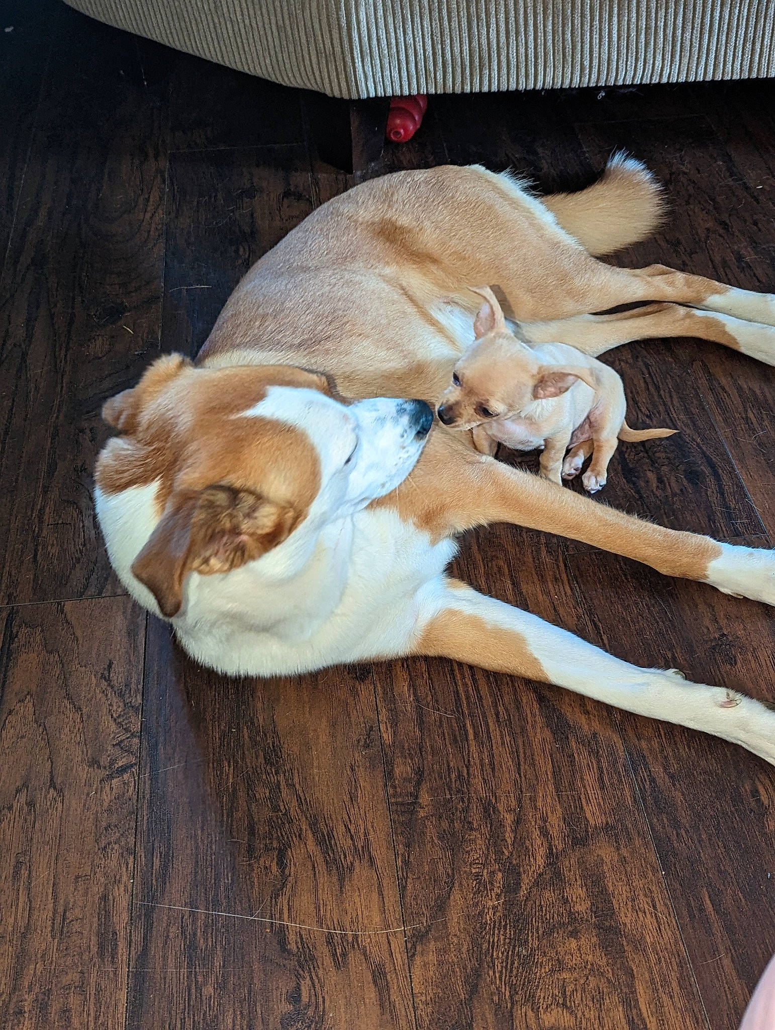 Olive is registered to the contest to win money with this photo: canidae, carnivore, comfort, companion_dog, dog, dog_breed, dog_supply, fawn, felidae, flooring, fur, hardwood, linens, pet_supply, small_to_medium_sized_cats, snout, sporting_group, tail, wood, working_animal