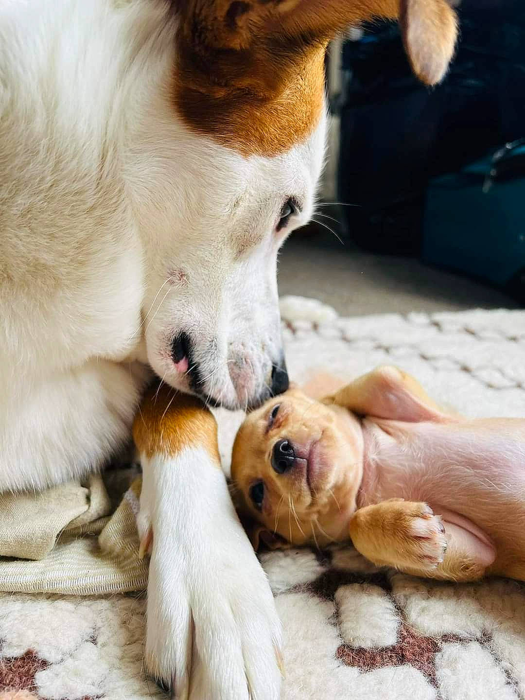 Olive is registered to the contest to win money with this photo: canidae, carnivore, collar, comfort, companion_dog, dog, dog_breed, dog_supply, fawn, fur, mammal, nap, paw, puppy, puppy_love, snout, sporting_group, toy, whiskers, working_animal