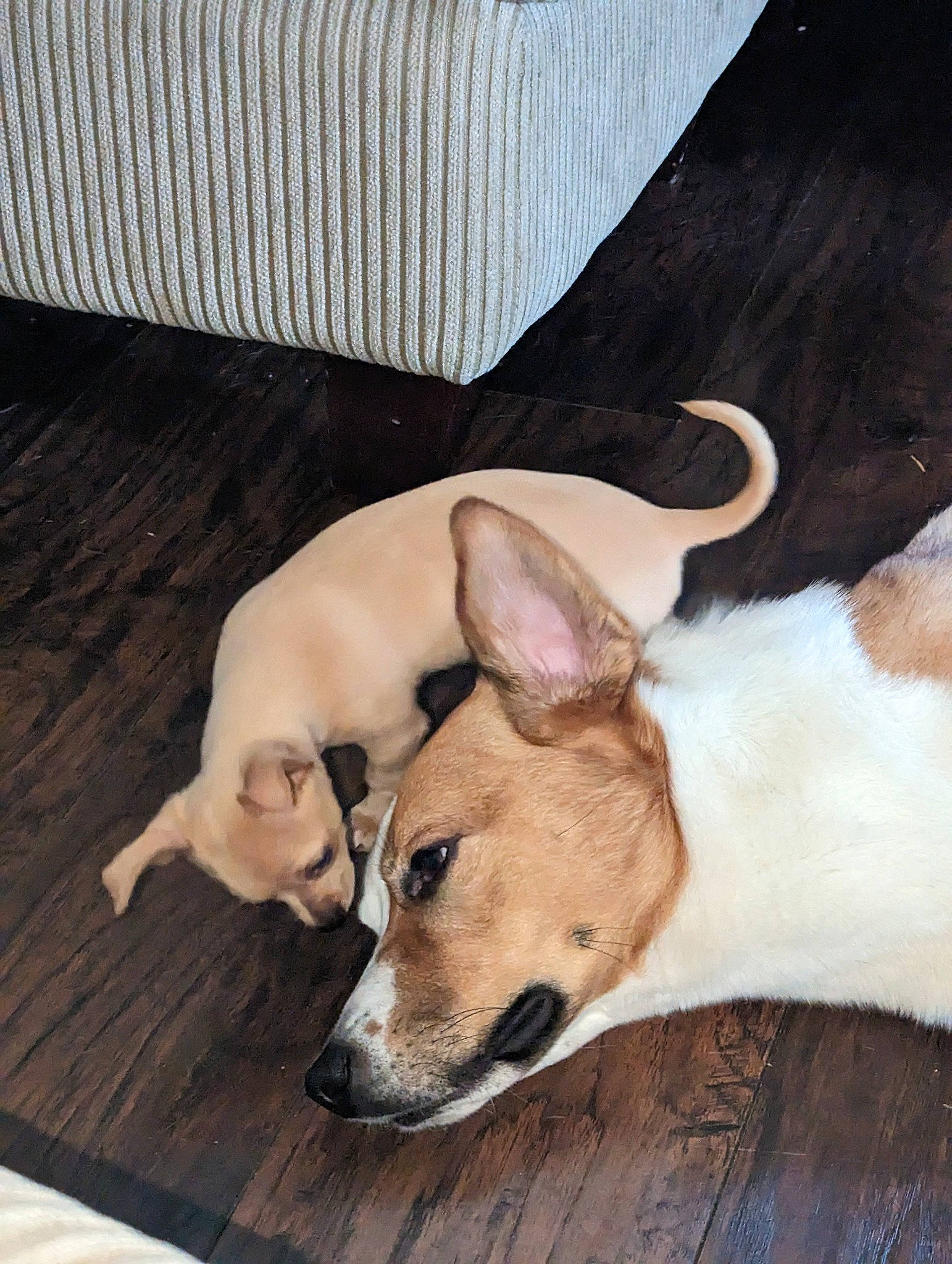 Olive joined the competition — help win amazing prizes! canidae, carnivore, comfort, companion_dog, dog, dog_breed, ear, fawn, flooring, hardwood, non_sporting_group, paw, snout, sporting_group, tail, terrestrial_animal, toy_dog, whiskers, wood, working_animal