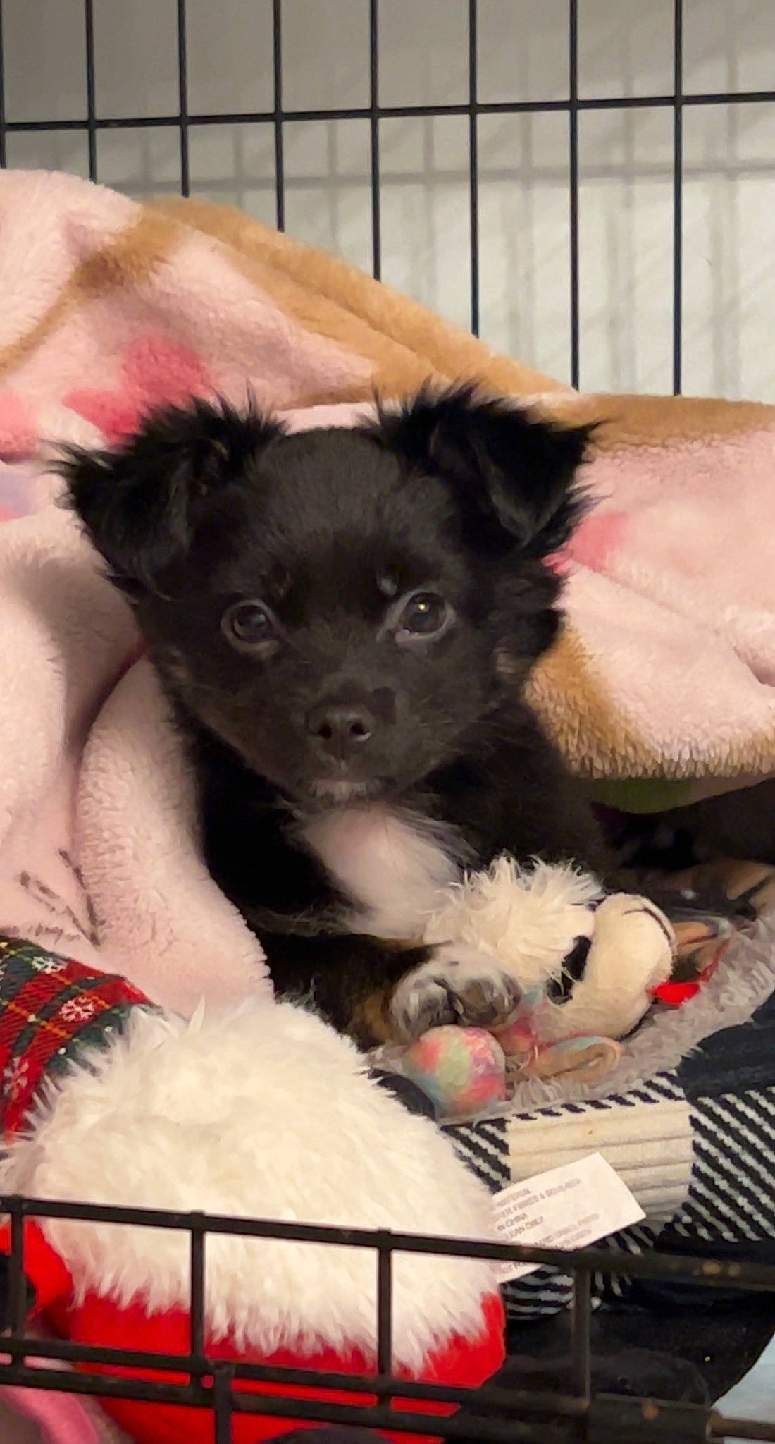 Junior joined the competition — help win amazing prizes! canidae, carnivore, claw, comfort, companion_dog, dog, dog_breed, dog_supply, ear, fawn, felidae, fur, non_sporting_group, paw, puppy, snout, sporting_group, toy_dog, whiskers, working_animal