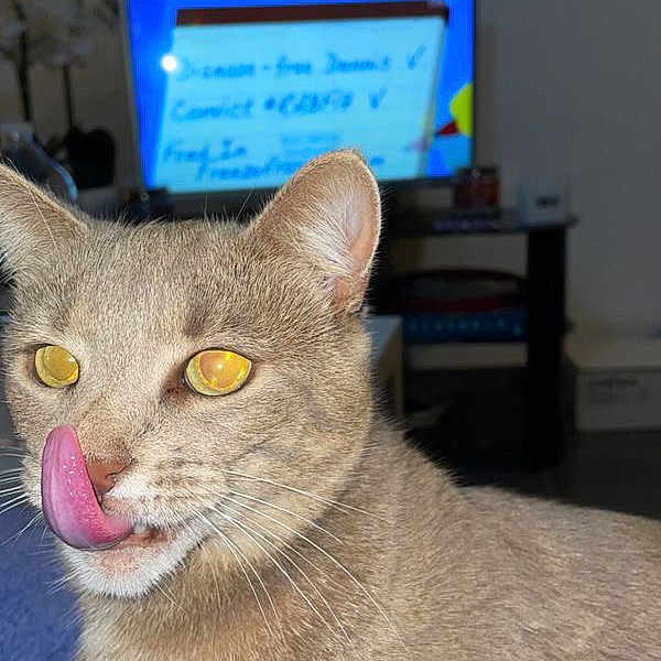 Simba