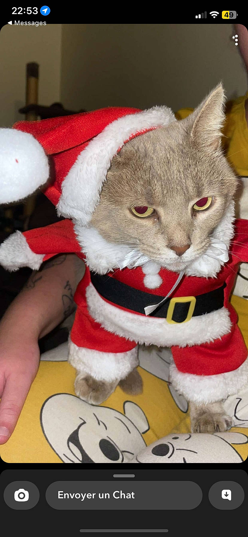 Simba participe au concours pour gagner de l'argent avec cette photo : bow_tie, carmine, carnivore, cat, christmas, christmas_decoration, christmas_eve, christmas_ornament, costume_hat, domestic_short_haired_cat, event, felidae, fictional_character, fur, fur_clothing, holiday, santa_claus, small_to_medium_sized_cats, tail, whiskers