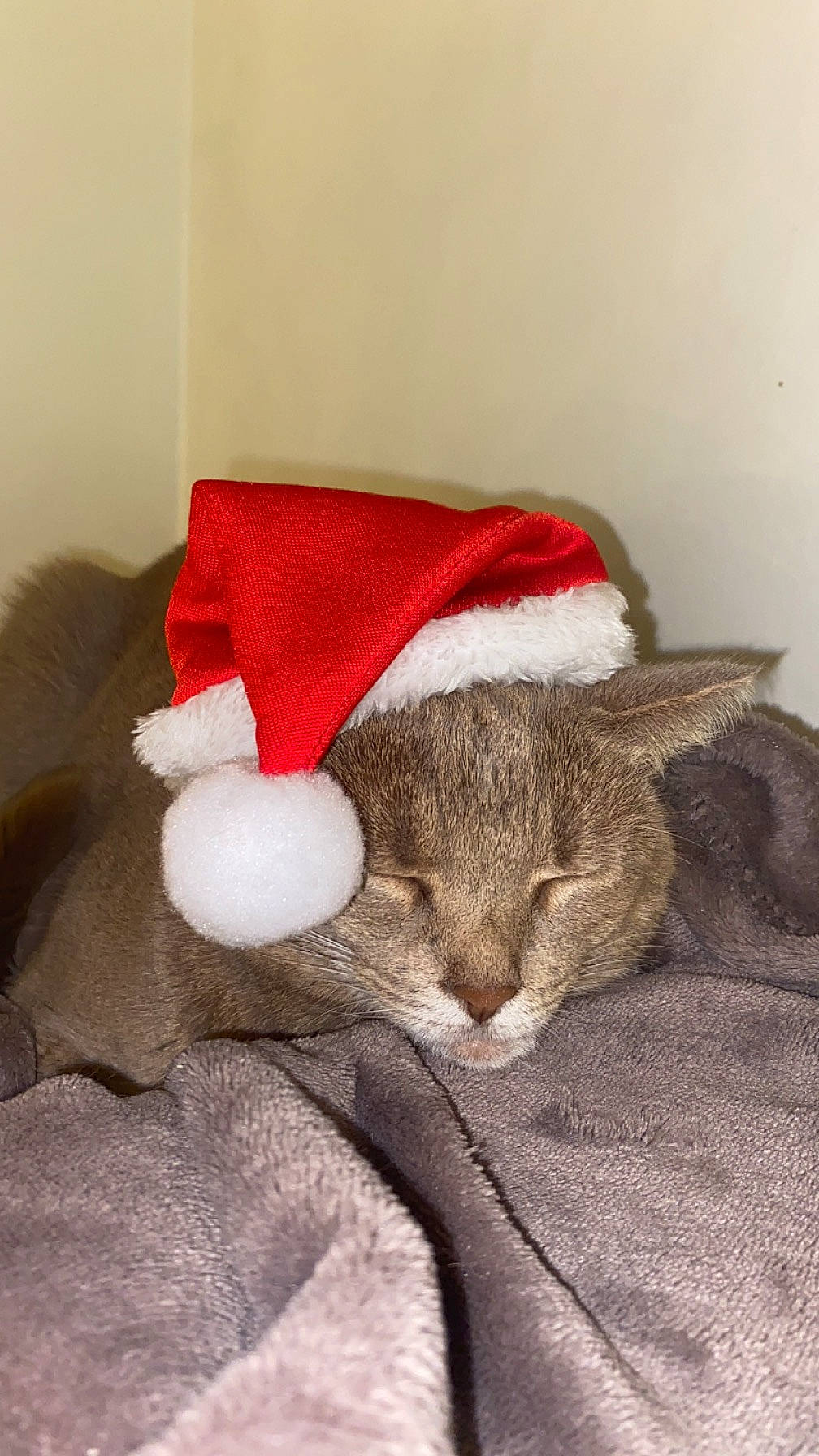 Simba a rejoint le concours — aidez-le/la à gagner de superbes lots ! bed, bedding, carmine, carnivore, cat, cat_supply, comfort, couch, domestic_short_haired_cat, ear, fawn, felidae, fur, grey, linens, nap, small_to_medium_sized_cats, snout, tail, whiskers