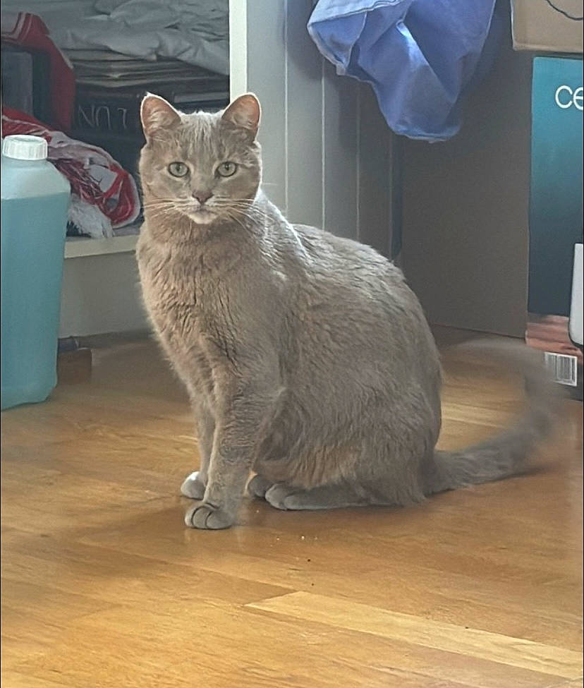 Simba participe au concours pour gagner de l'argent avec cette photo : carnivore, cat, comfort, domestic_short_haired_cat, felidae, flooring, fur, grey, hardwood, laminate_flooring, russian_blue, small_to_medium_sized_cats, snout, tail, terrestrial_animal, varnish, whiskers, wood, wood_flooring, wood_stain