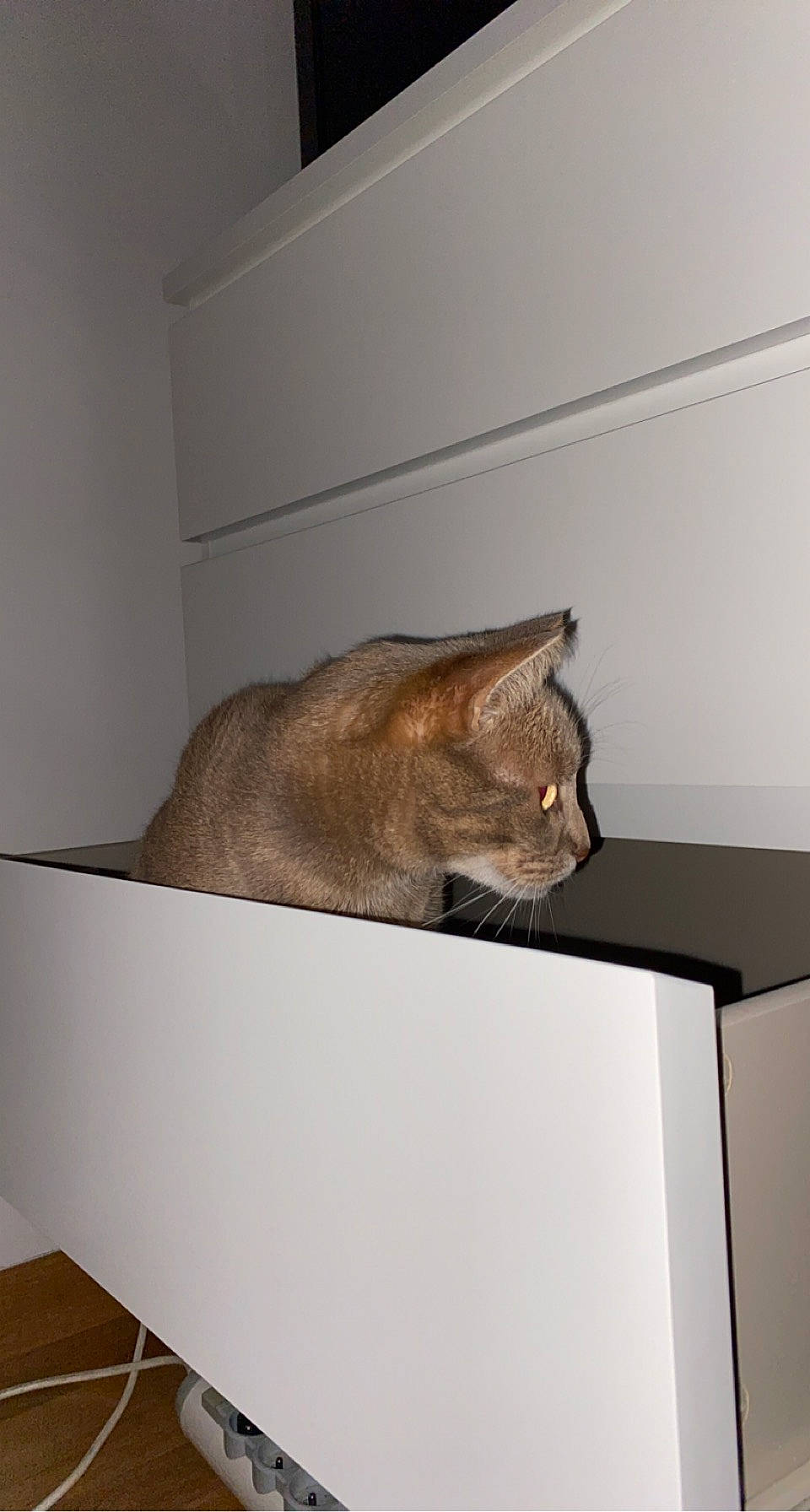 Simba participe au concours pour gagner de l'argent avec cette photo : brown, carnivore, cat, cat_supply, domestic_short_haired_cat, felidae, flooring, hardwood, plywood, rectangle, room, shelf, shelving, small_to_medium_sized_cats, table, tail, whiskers, window, wood, wood_stain