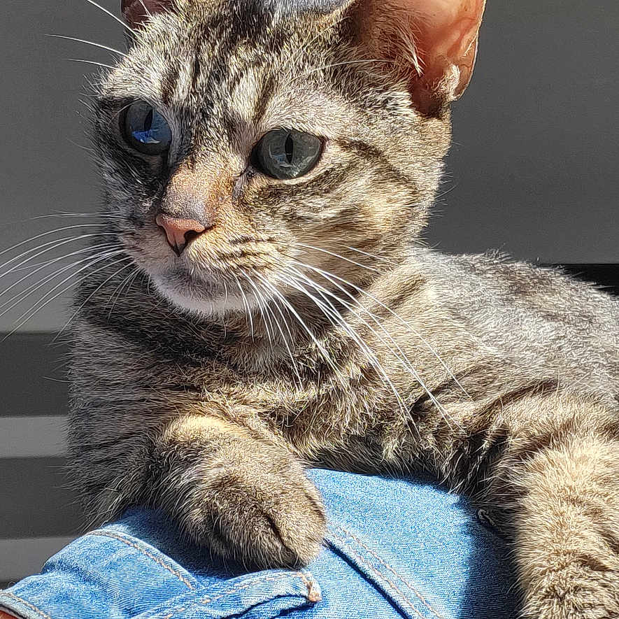 Athèna a rejoint le concours — aidez-le/la à gagner de superbes lots ! abyssinian, animal, cat, clothing, egyptiancat, jeans, kitten, manx, pants, pet, siamese