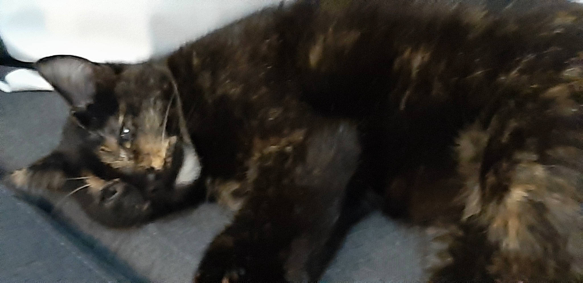 Minette participe au concours pour gagner de l'argent avec cette photo : black_cat, carnivore, cat, claw, domestic_short_haired_cat, felidae, fur, paw, small_to_medium_sized_cats, snout, tail, terrestrial_animal, whiskers