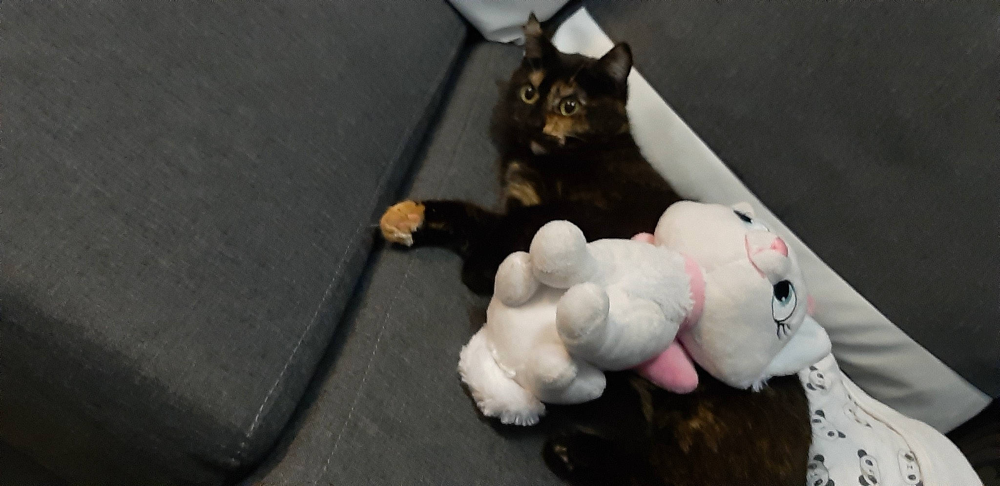 Minette a rejoint le concours — aidez-le/la à gagner de superbes lots ! baby_toys, black_cat, carnivore, cat, claw, companion_dog, dog_breed, domestic_short_haired_cat, felidae, flooring, fur, grey, mammal, paw, plush, small_to_medium_sized_cats, stuffed_toy, tail, toy, whiskers