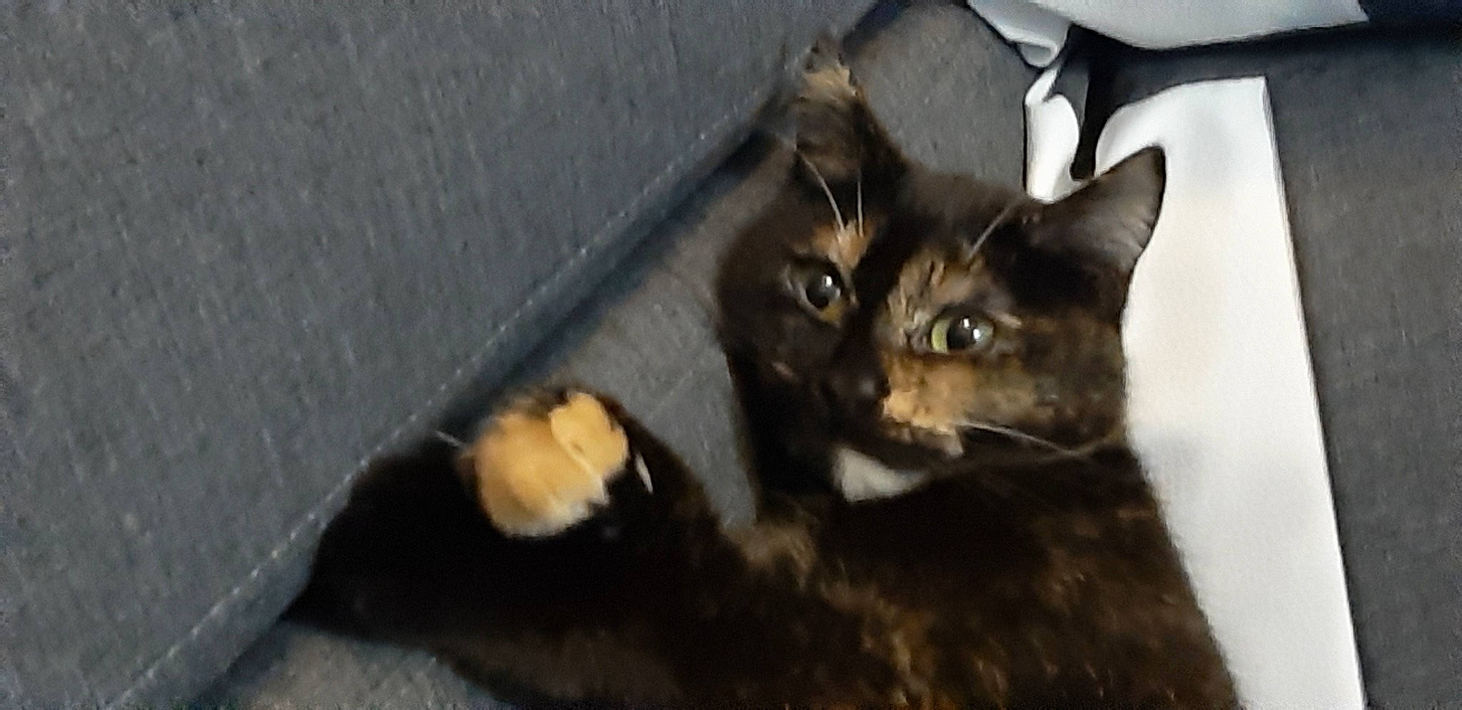 Minette a rejoint le concours — aidez-le/la à gagner de superbes lots ! black_cat, box, carnivore, cat, claw, domestic_short_haired_cat, felidae, fur, paw, pet_supply, small_to_medium_sized_cats, snout, tail, terrestrial_animal, whiskers, window, wood