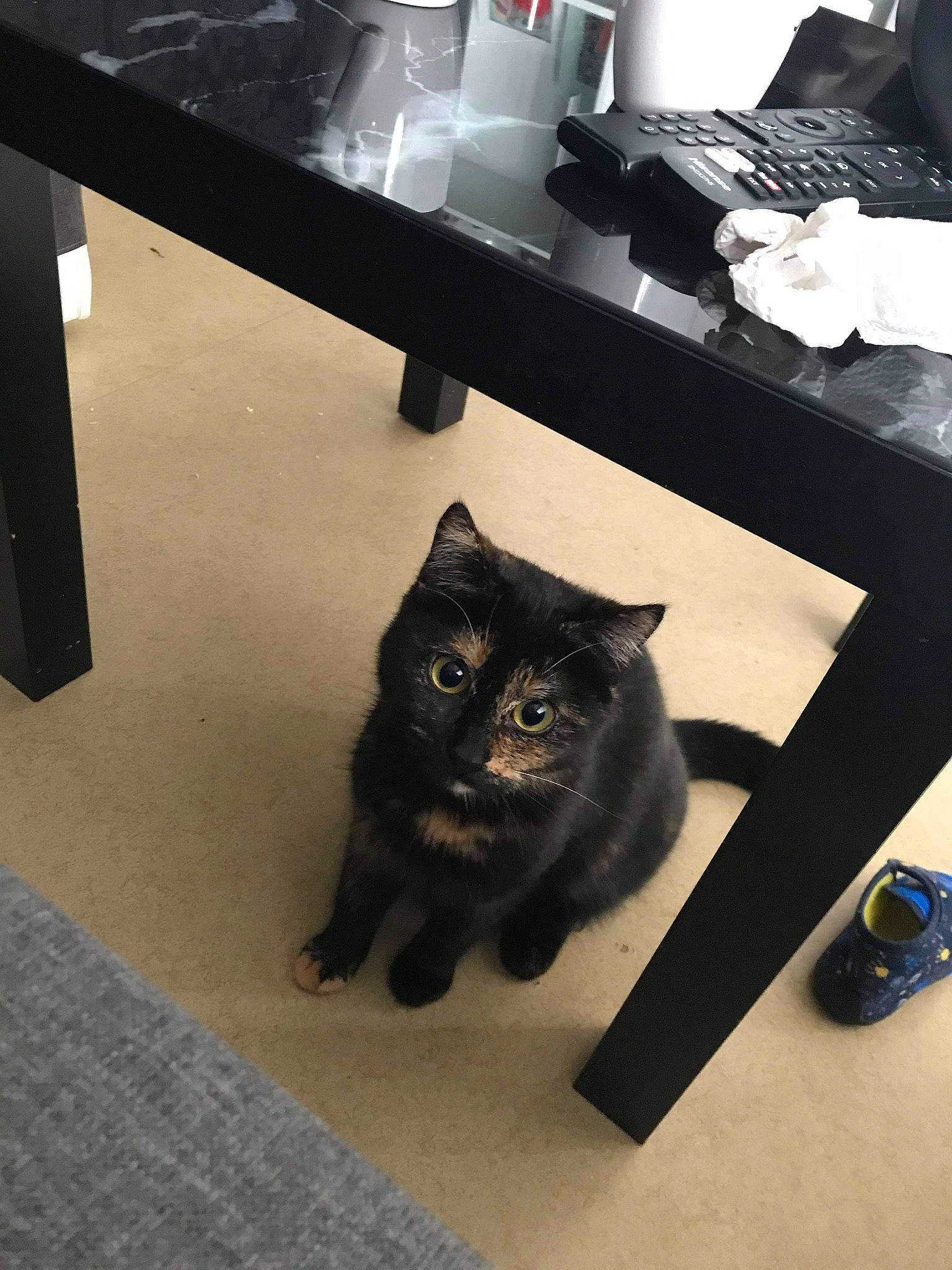 Minette a rejoint le concours — aidez-le/la à gagner de superbes lots ! black, black_cat, carnivore, cat, comfort, desk, felidae, floor, flooring, fur, grey, hardwood, interior_design, room, small_to_medium_sized_cats, snout, table, tail, whiskers, wood