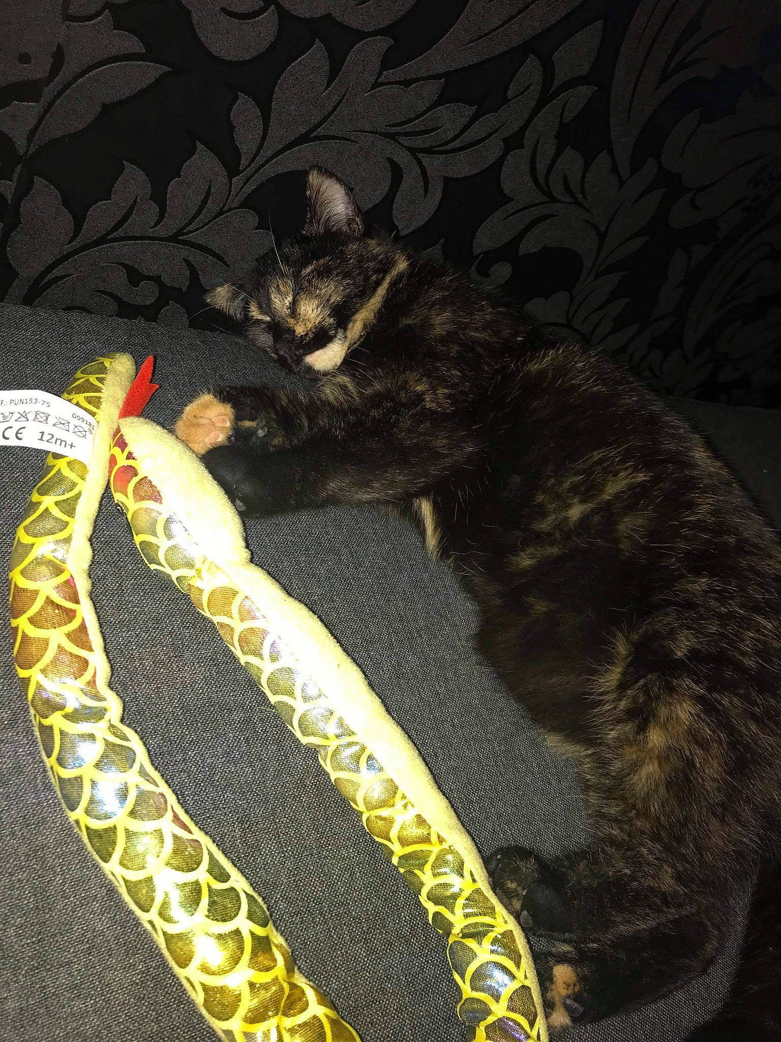 Minette a rejoint le concours — aidez-le/la à gagner de superbes lots ! carnivore, cat, comfort, darkness, dog_breed, domestic_short_haired_cat, felidae, fur, linens, pattern, paw, python, reptile, scaled_reptile, serpent, small_to_medium_sized_cats, snake, tail, terrestrial_animal, whiskers