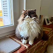 Avril a rejoint le concours — aidez-le/la à gagner de superbes lots ! cat, fluffy, windowsill, brick, indoor, pet, feline, long_hair, natural_light, whiskers, cute, animal, domestic_cat, window, relaxed, brown, white, portrait, sitting, cozy
